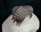 Crotalocephalina Trilobite - Interesting Color #9466-2